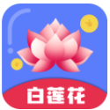 白莲花