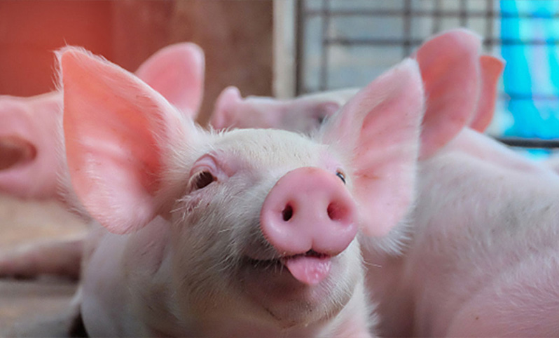 ����ŷ�����չ��� �����б�����#����ֳ������Ϊ���� ���ʵ�����ܻ�������ι