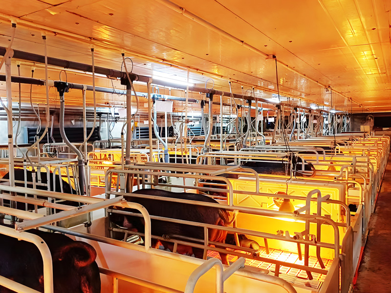 ��ֳ����