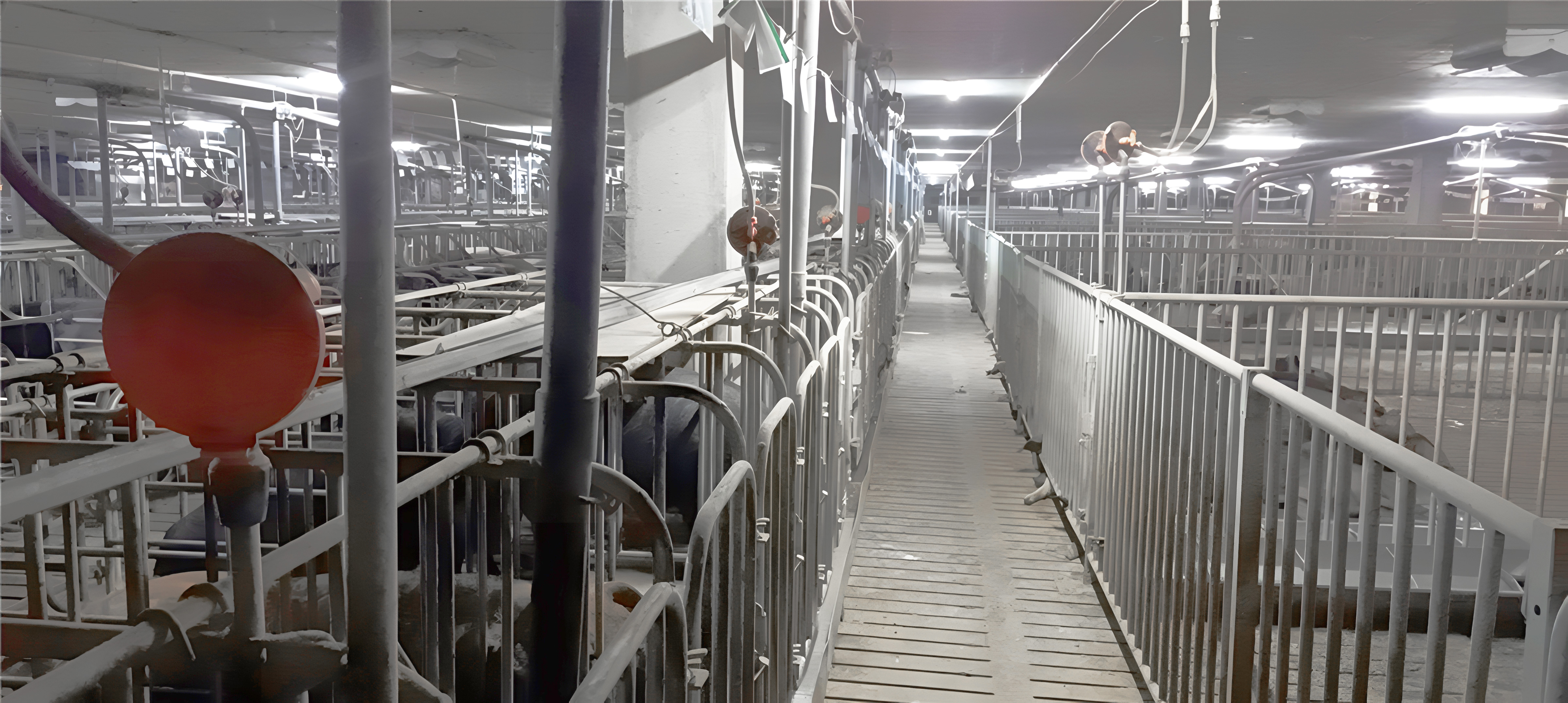 ��ֳ����